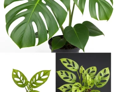 Why Everyone Needs a Swiss Cheese Plant Why Everyone Needs a Swiss Cheese Plant