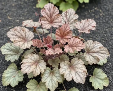 What a Humble Heuchera Can Do for Your Front Yard