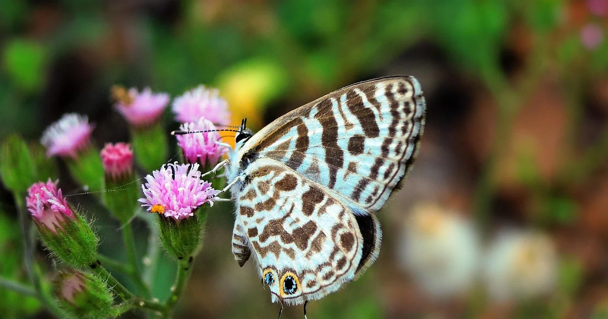 small backyard design