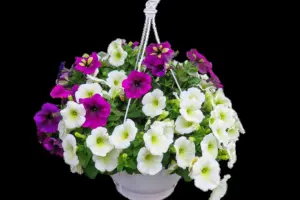 7 Magic Ingredients to Make Hanging Baskets Low-Maintenance