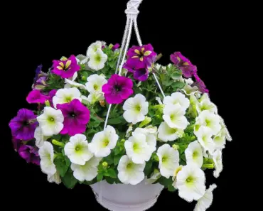 7 Magic Ingredients to Make Hanging Baskets Low-Maintenance