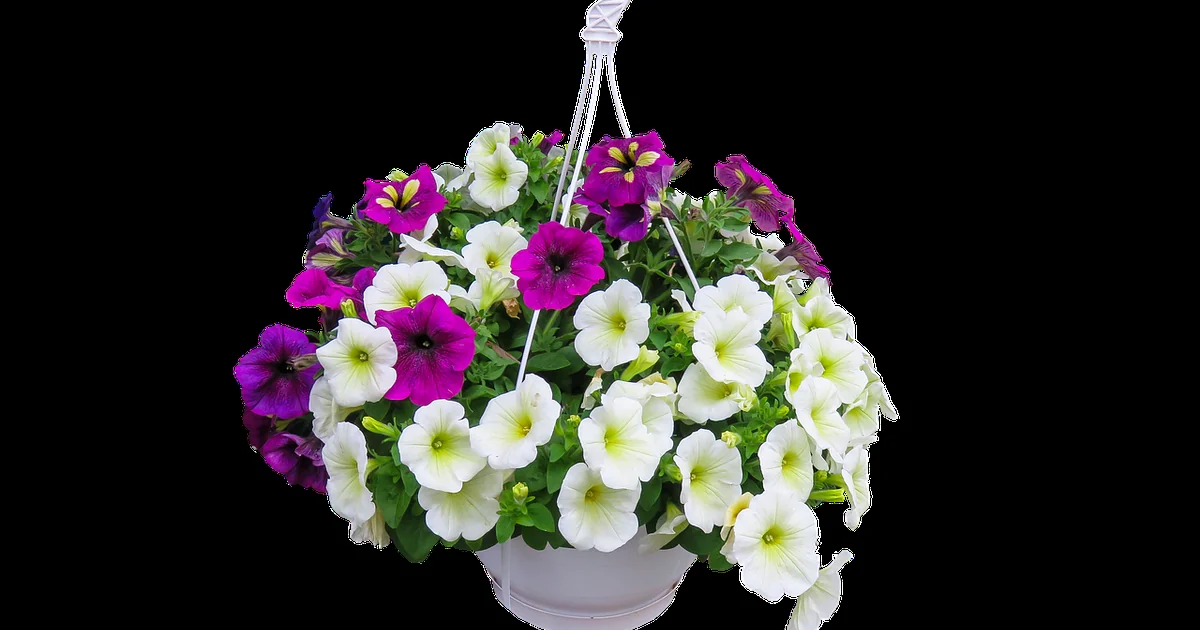 low maintenance hanging baskets