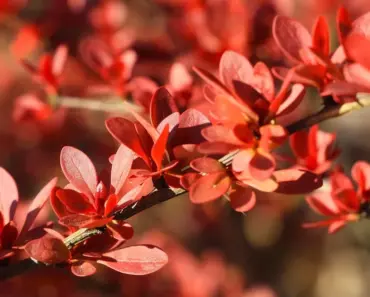 5 Landscape Designers’ Favorite Colorful Shrubs