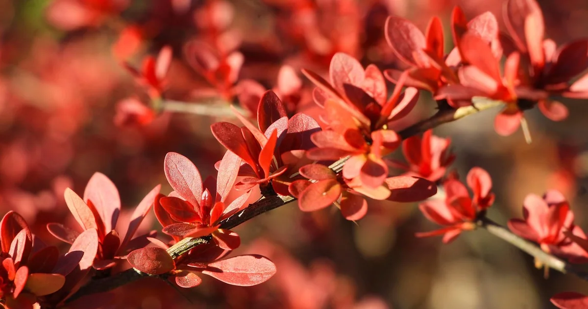 colorful shrub recommendations