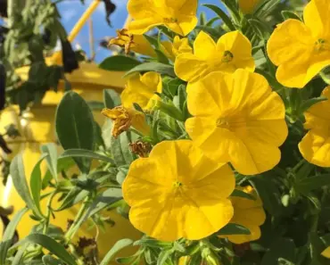 5 Magic Ingredients to Make Hanging Baskets Low Maintenance
