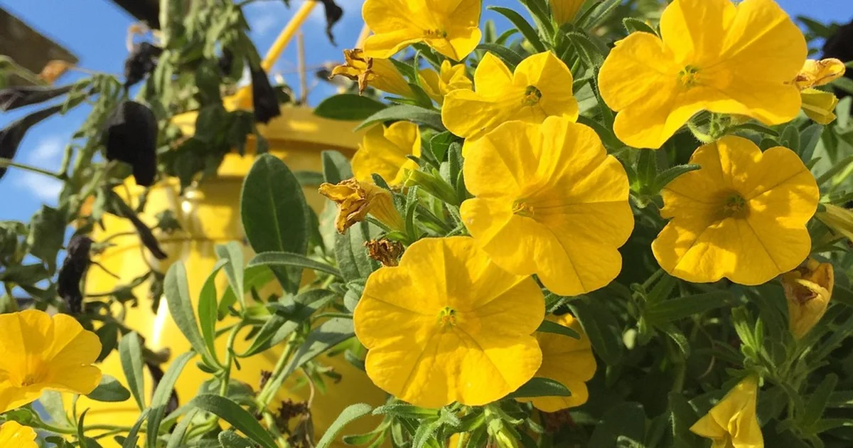 low maintenance hanging baskets