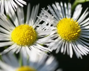5 Ways to Keep Annuals Blooming All Summer