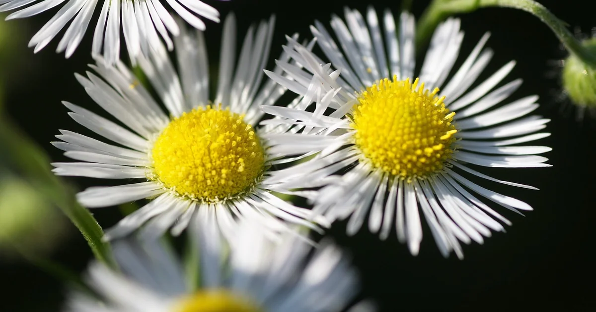 keeping annuals blooming