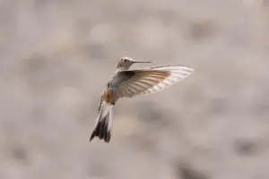 7 Vines to Grow & Attract More Hummingbirds