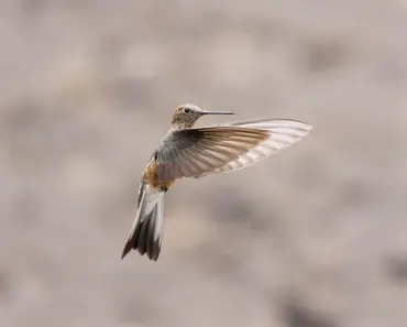 7 Vines to Grow & Attract More Hummingbirds