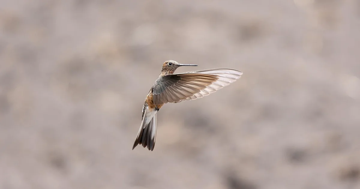 hummingbird attracting vines