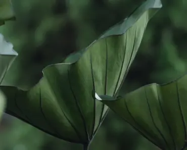 7 Ways to Plant, Grow, & Care for Florida Sweetheart Caladium