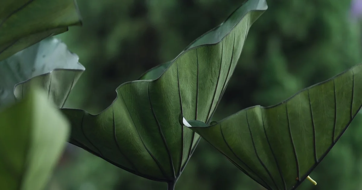 plant florida sweetheart caladium