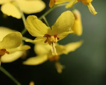 7 Ground Cover Plants for a No-Mow Lawn