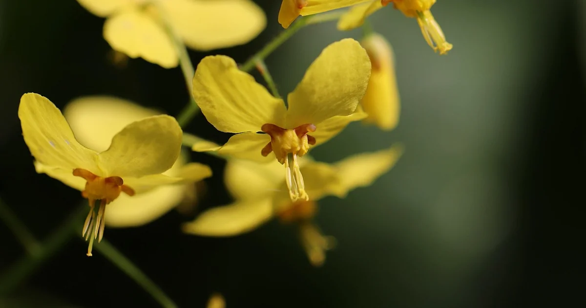 no-mow ground cover plants