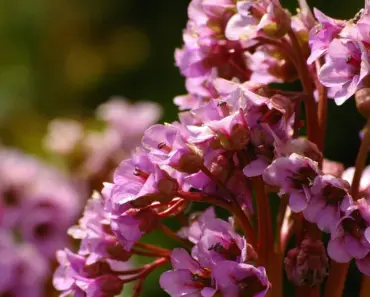 7 Expert Spring Garden Layouts for the Mountain West