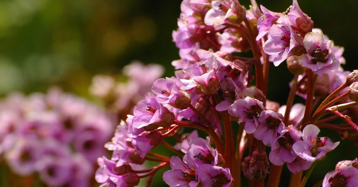 spring garden layouts