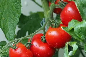 7 Ways to Grow Brandywine Tomatoes This April