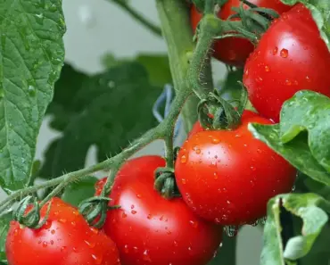 7 Ways to Grow Brandywine Tomatoes This April