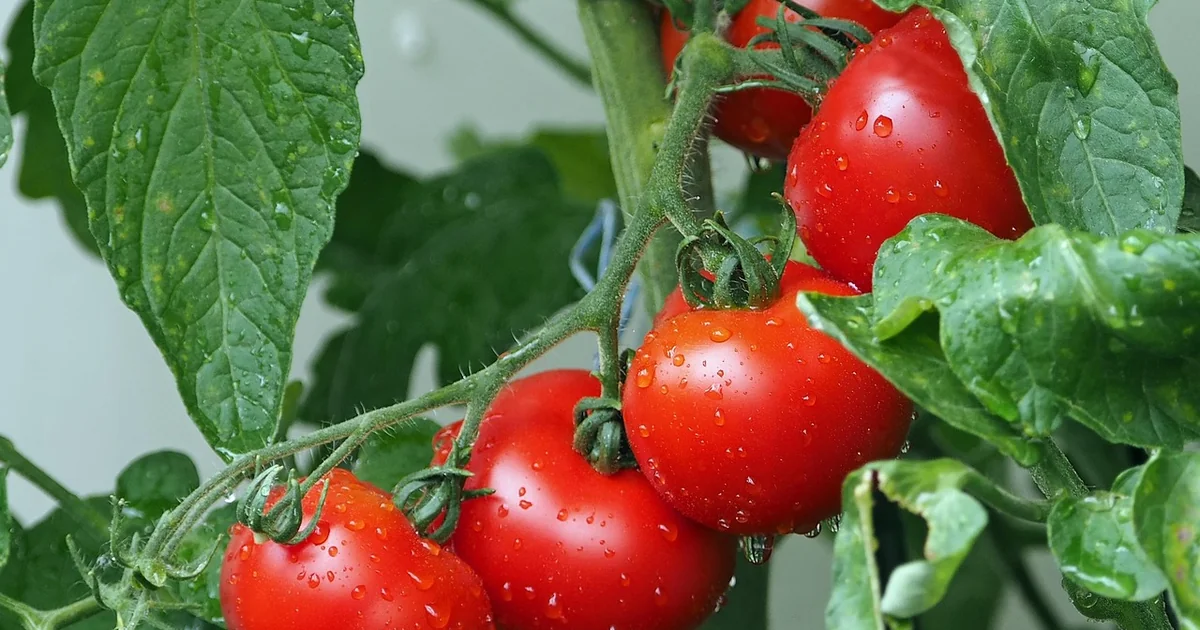 grow brandywine tomatoes