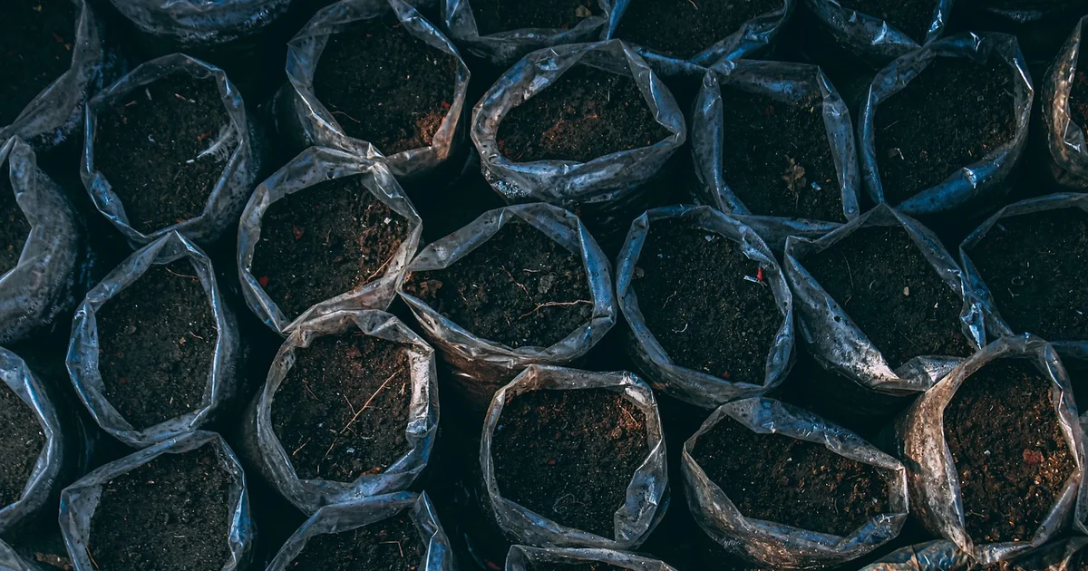 container gardening tips