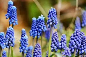7 Ways to Make Cut Hyacinths Last Longer
