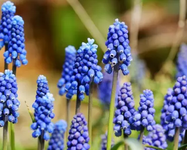 7 Ways to Make Cut Hyacinths Last Longer