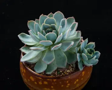 7 Ways to Create an Endless Harvest: Succession Planting Art