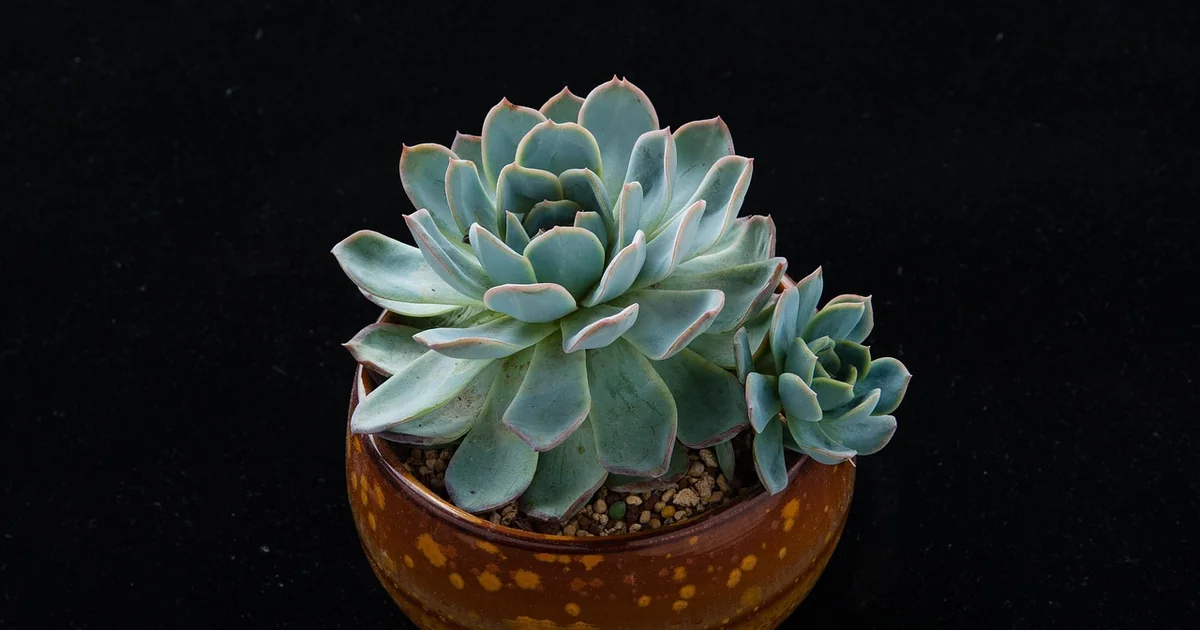 succession planting art