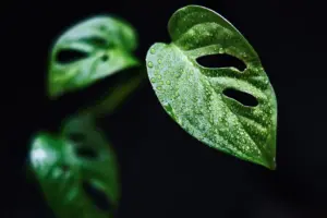 7 Ways to Grow Your Monstera Houseplant