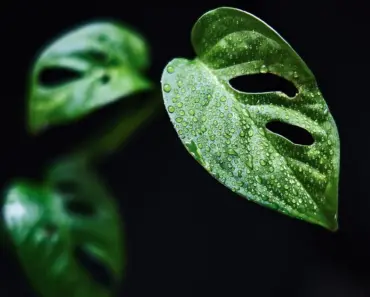 7 Ways to Grow Your Monstera Houseplant