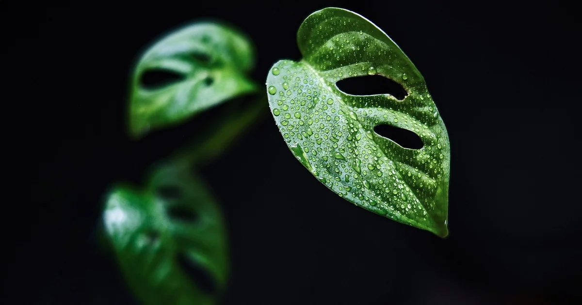 grow monstera houseplants