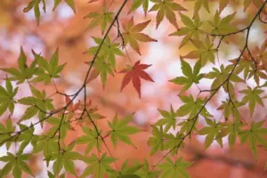 13 Essential April Tasks for Thriving Japanese Maples