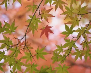 13 Essential April Tasks for Thriving Japanese Maples