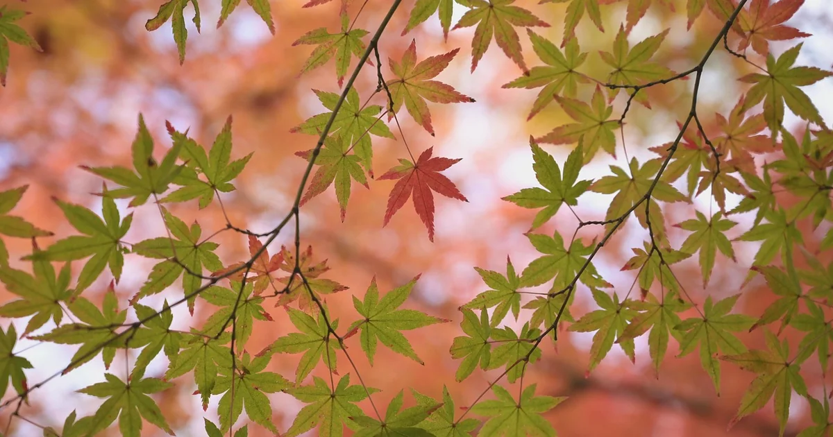 japanese maple pruning