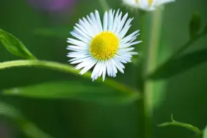 13 Classic Annual Flowers for Endless Blooms