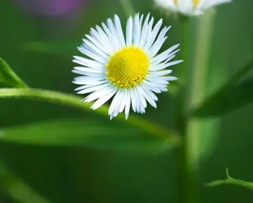 13 Classic Annual Flowers for Endless Blooms