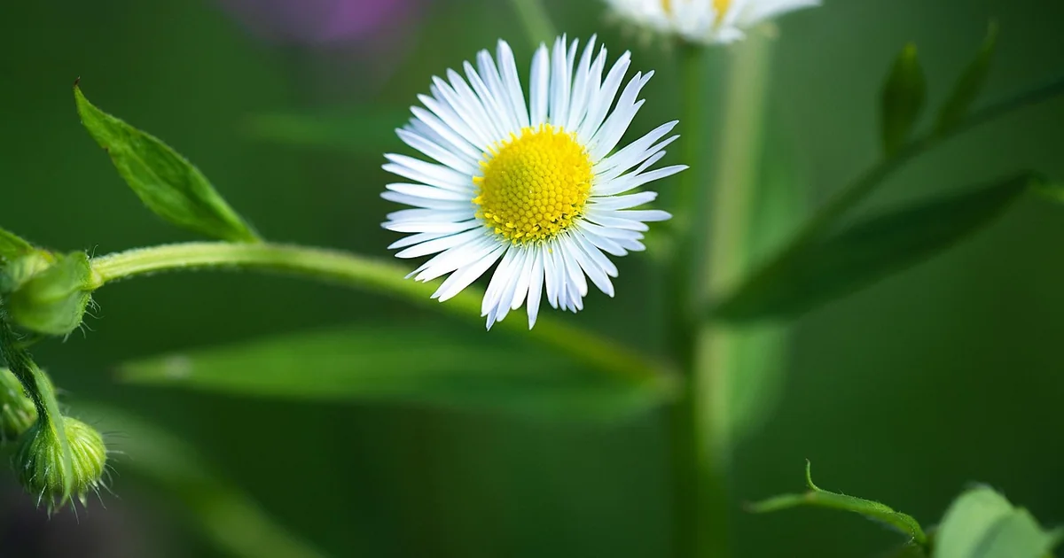 classic annual flowers