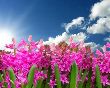 7 Expert Spring Garden Layouts for Southwest Homes