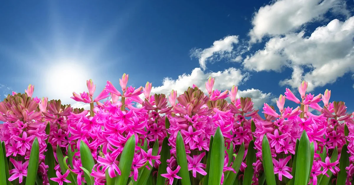 southwest spring garden layouts