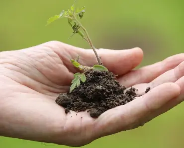 7 Companion Planting Secrets for Small Gardens