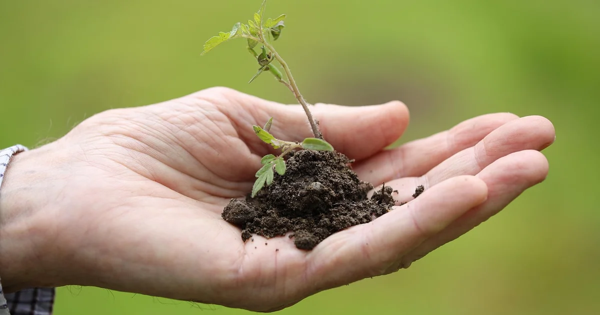 companion planting small gardens