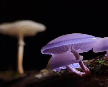 7 Houseplants That Actually Like Root Bound