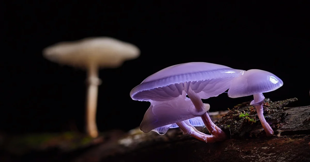 root bound houseplants