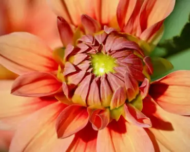 7 Ways to Care for Dahlias This Spring