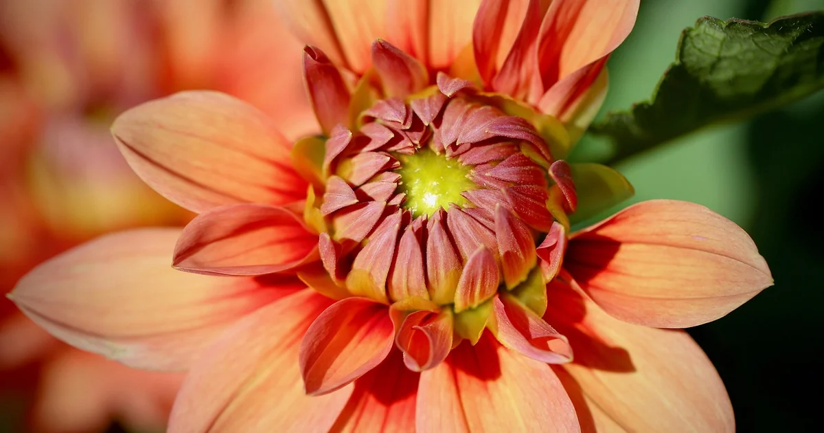 dahlia spring care