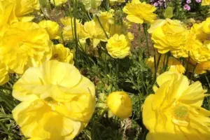 13 Accent Plants Landscape Designers Adore