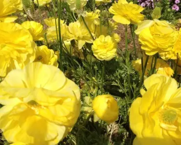 13 Accent Plants Landscape Designers Adore