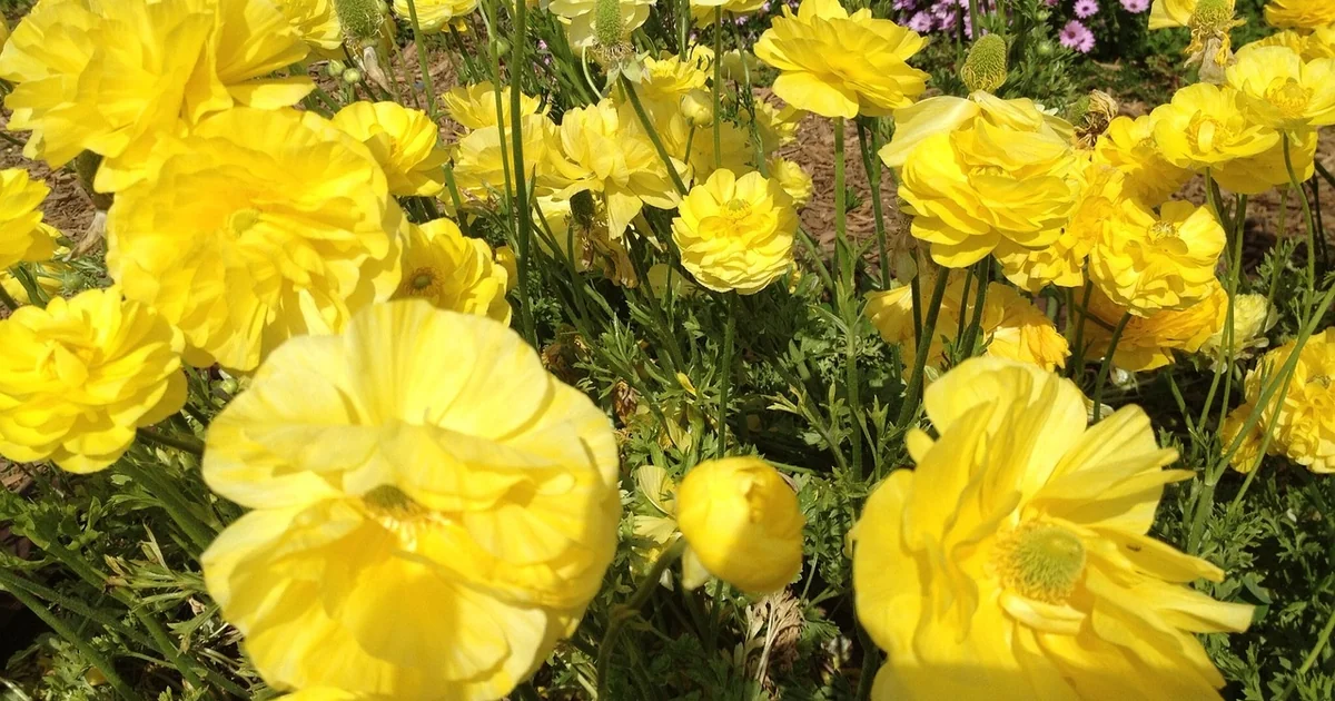 accent plants landscape