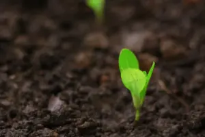 7 Ways Grow Lights Boost Indoor Plants